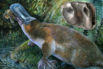 Phát hiện hóa thạch thú mỏ vịt lớn nhất thế giới
